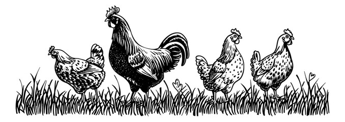 Wall Mural - rooster hen chicken engraving black and white outline
