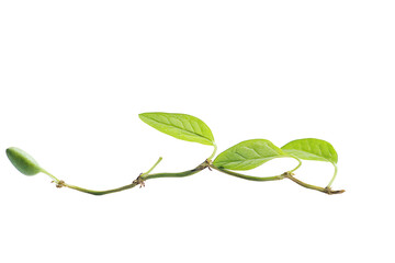 Wall Mural - new growth: sprig of vibrant green leaves extending on slender vine