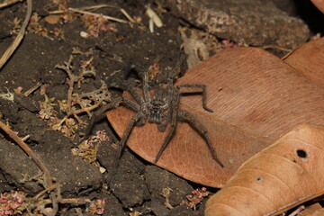Wall Mural - spider on a leaf