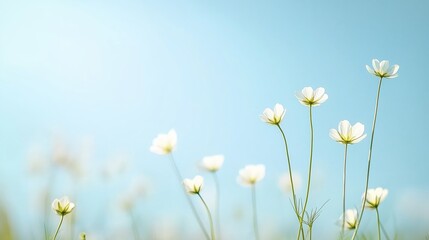 Wall Mural - delicate white flowers bloom under a clear blue sky in a tranquil meadow during a sunny morning