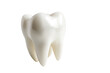 © CStock - Tooth cavity filling using materials like composite resin or ceramic isolated on transparent and white background.PNG image