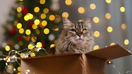 Wall Mural - Fluffy cat in a cardboard box. New Year's tree with twinkling lights garland. Concept of the holiday Christmas