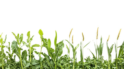 Wall Mural - green spring border: lush greenery, various plants, and grasses create a vibrant natural border, per