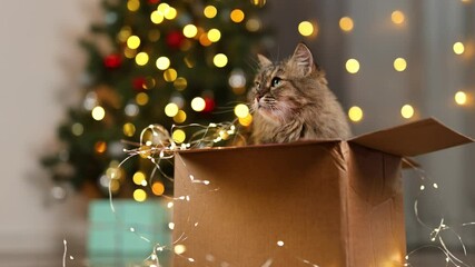 Wall Mural - Fluffy cat in a cardboard box. New Year's tree with twinkling lights garland. Concept of the holiday Christmas