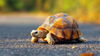 © Keopaserth - tortoise slowly moves across sunlit road, showcasing its intricate shell patterns and textures. warm colors of its shell contrast beautifully with background