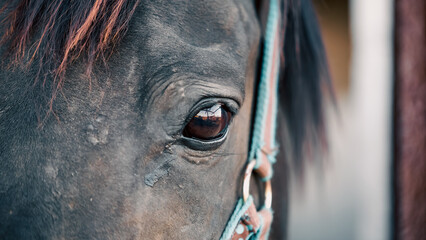 horse head and eyes close  up