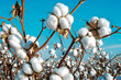 © Anastasiya - Cotton branches in a cotton field ready for harvest