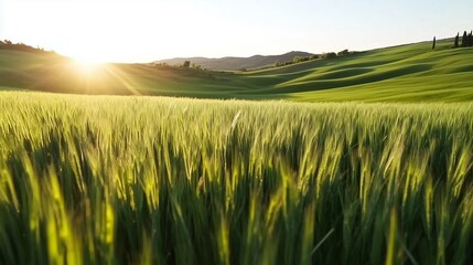 Wall Mural - sunrise over a lush green field with gentle waves and soft light illuminating the landscape
