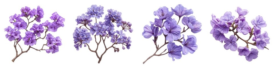 Wall Mural - Jacaranda Tree Branches with Clusters of Purple Blossoms Isolated on Transparent Background