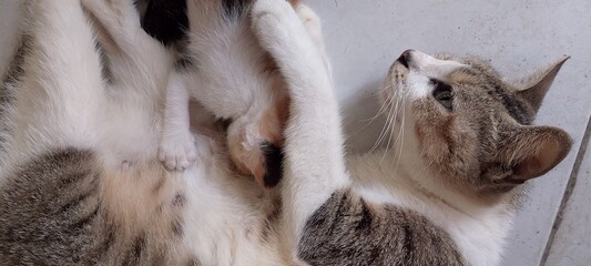 Wall Mural - close up of kitten and cat