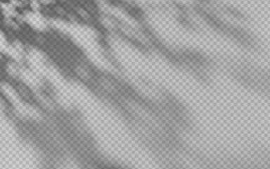 Wall Mural - abstract shadow overlay from foliage on a transparent background.