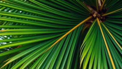 Close up of a natural, tropical palm leaf showcasing its vibrant green texture and intricate details, green, palm tree