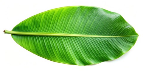 Wall Mural - Fresh banana leaf isolated on white background with clipping path , tropical, green, vibrant, natural, organic, exotic, texture