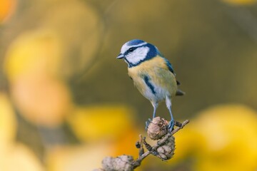 Canvas Print - A cute blue tit sits on a dry larch twig with nice cones in autumn. Cyanistes caeruleus