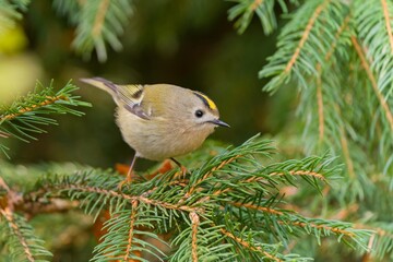 Canvas Print - A cute goldcrest sits on a spruce twig and looks for food. Regulus regulus.