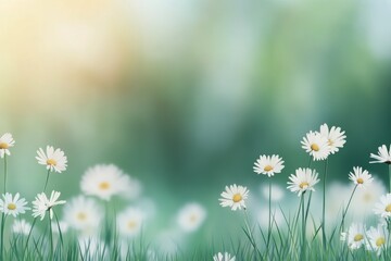 Wall Mural - white daisies bloom in a tranquil meadow under soft sunlight in early spring season