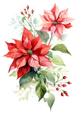 Wall Mural - Watercolor red poinsettia flowers on white  background isolated