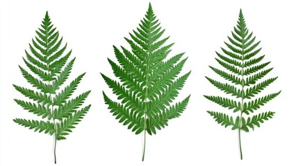 Sticker - Isolated fern leaves on a white background showcasing natural beauty and botanical elements for design and nature-themed projects