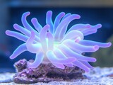 Glowing purple and blue sea anemone illuminated underwater in a vibrant marine aquarium setting, AI