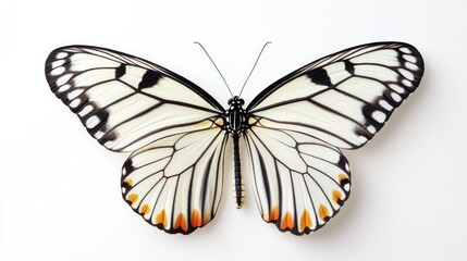 Wall Mural - black veined tiger butterfly danaus melanippus hegesippus with distinctive black and white wing patt