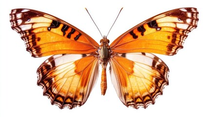Wall Mural - vibrant orange butterfly displaying intricate patterns in flight against a clean white background sh