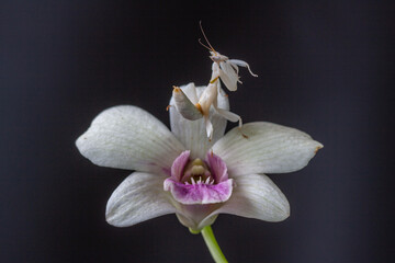 Hymenopus coronatus is a mantis from the tropical forests of Southeast Asia. It is known by various common names, including walking flower mantis, orchid-blossom mantis and (pink) orchid mantis