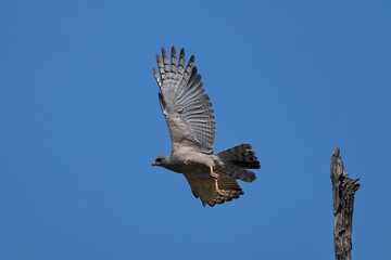 Sticker - Dark Chanting-Goshawk (Melierax metabates)  in South Luangwa National Park, Zambia