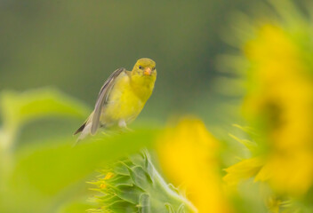 American Gold Finch On Sunflower