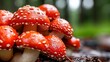 © svastix - A collection of bright red mushrooms with unique white speckles is beautifully arranged on a forest floor, creating a lively natural scene full of color and texture.