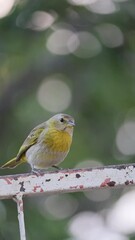 Wall Mural - The true ground canary or ground canary (Sicalis flaveola), not to be confused with the canary or domestic canary (Serinus canaria),[2] belongs to the family Thraupidae