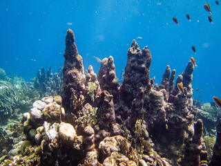 underwater lifeunderwater, coral, sea, reef, fish, ocean, water, diving, tropical, scuba, nature, bl
