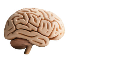 Wall Mural - Brain model with transparent background for educational purposes scientific visualization digital art
