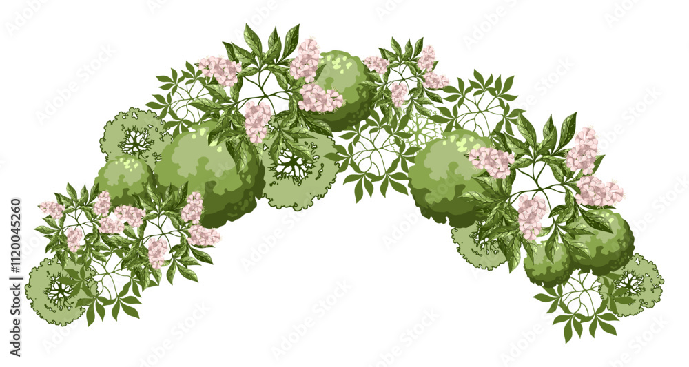 Group of trees for architectural floor plans. Chestnuts . Top view ...