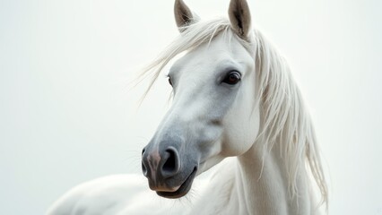 Canvas Print - A close up of a white horse with a long mane