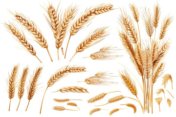 wheat ears isolated on white background png transparent clipart.