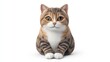 © Going Place - A 3D icon of an American Shorthair cat sitting with its paws neatly tucked under its chest, featuring gray, brown, and orange hues, isolated on a white background