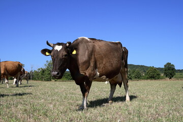 Wall Mural - Pasturage cow.