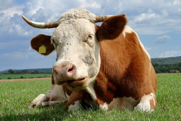 Wall Mural -  Close-up from a cow.