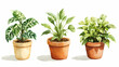 © Graphic Resources - Illustration of houseplants in pots