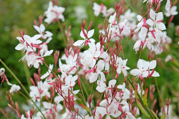 Wall Mural - White Oenothera lindheimeri, or gaura ‘Whirling Butterflies’ in flower..