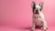 © Muzamilart - small french bulldog on pink background