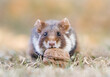 © Victoria - Wild Black Bellied Hamster with Walnut