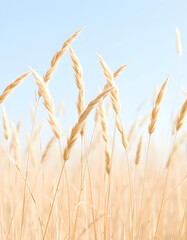 Naklejka na meble Beige wild grass and blue sky as Natural textured banner, contour light, organic design blur background, soft pastel color. Aesthetic nature scenery, minimal autumn seasonal ornament patterns, vibra