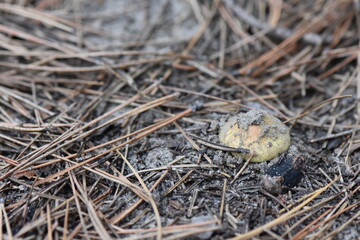 Sticker - A small yellow mushroom on the ground in the pine forest close-up