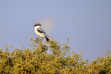 Blue heron