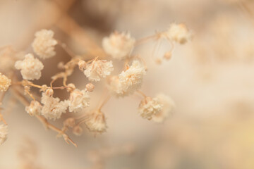 Wall Mural - Smoke soft focus Gypsophila flower. Nature beige, brown neutral background.