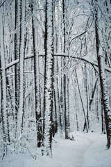 Wall Mural - beautiful monochrome winter landscape. Frozen snowy trees in forest. Winter nature background. cold frosty weather season. 