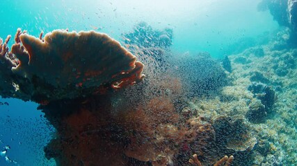 Fototapete - School of small fish is swimming above a coral reef. Raja Ampat, Indonesia