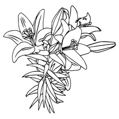 Bouquet of lilies in doodle style. Openwork illustration isolated on white background.