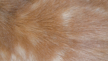 Orange cat fur pattern and texture background. Copy space. Soft fur of an adult cat. For graphic design or banner background